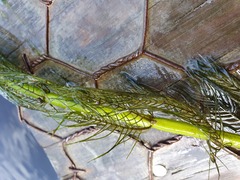 Myriophyllum robustum