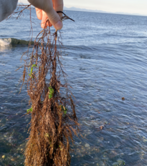 Desmarestia aculeata