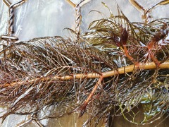Myriophyllum robustum