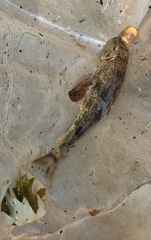 Hypentelium nigricans