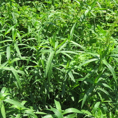 Alternanthera philoxeroides