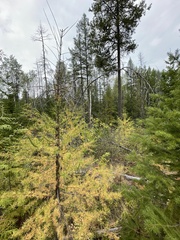 Larix occidentalis
