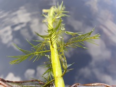 Myriophyllum robustum