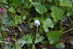 Anemone parviflora