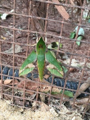 Xylophanes chiron nechus