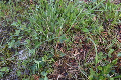 Potentilla pensylvanica