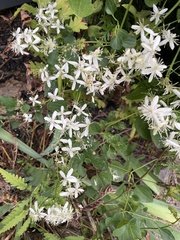Clematis flammula