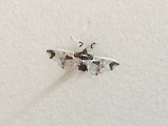 Neoleucinodes elegantalis