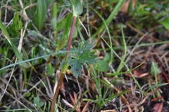 Potentilla pensylvanica