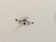 Neoleucinodes elegantalis