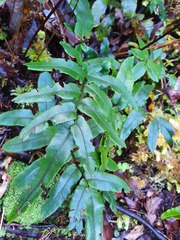 Blechnum procerum