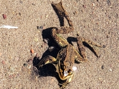 Rana luteiventris
