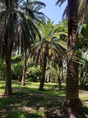 Phoenix canariensis