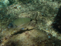 Diplodus sargus