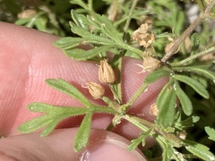 Leucospora multifida