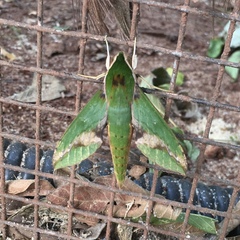 Xylophanes chiron nechus