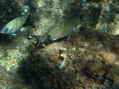 Diplodus sargus