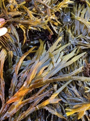 Fucus distichus