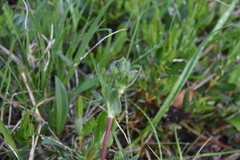 Potentilla pensylvanica