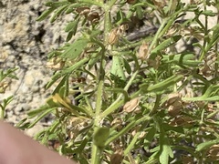 Leucospora multifida