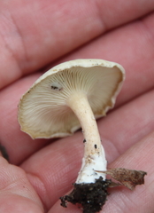 Clitocybe odora