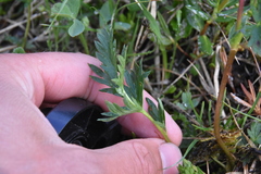 Potentilla pensylvanica