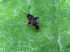 Microtechnites bractatus