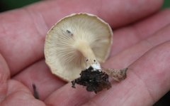 Clitocybe odora