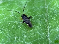 Microtechnites bractatus