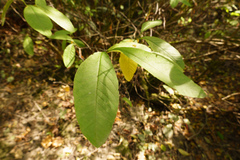 Oemleria cerasiformis