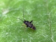 Microtechnites bractatus