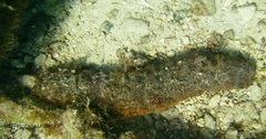 Holothuria mexicana