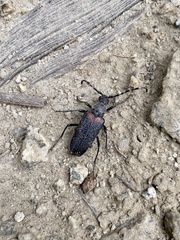 Stictoleptura canadensis