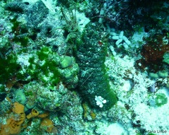 Holothuria mexicana
