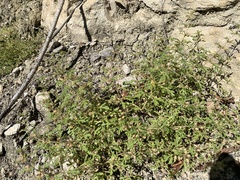 Leucospora multifida