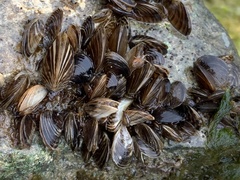 Dreissena