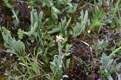 Antennaria lanata