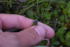 Veronica wormskjoldii