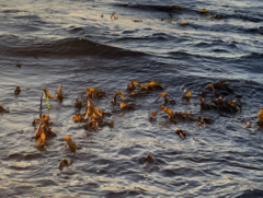 Laminaria setchellii