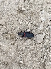 Stictoleptura canadensis