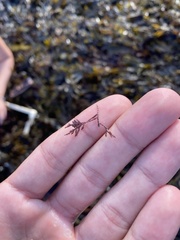 Corallina officinalis