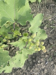 Xanthium strumarium