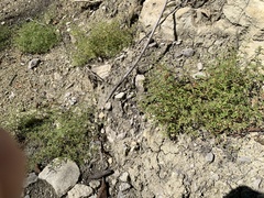 Leucospora multifida