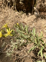 Columbiadoria hallii
