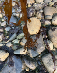 Desmarestia herbacea