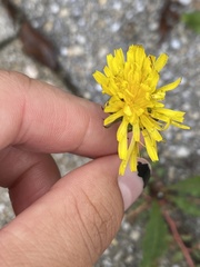Pilosella piloselloides