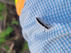 Lophocampa caryae