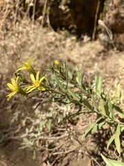 Columbiadoria hallii