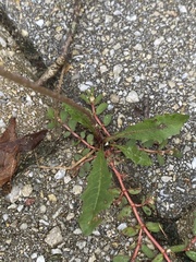 Pilosella piloselloides