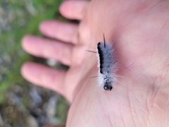 Lophocampa caryae